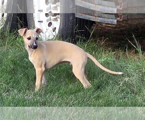 Medium Photo #1 Whippet Puppy For Sale in SAINT JOHN, KS, USA