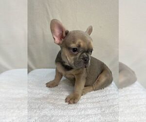 French Bulldog Puppy for sale in CHARLESTON, SC, USA