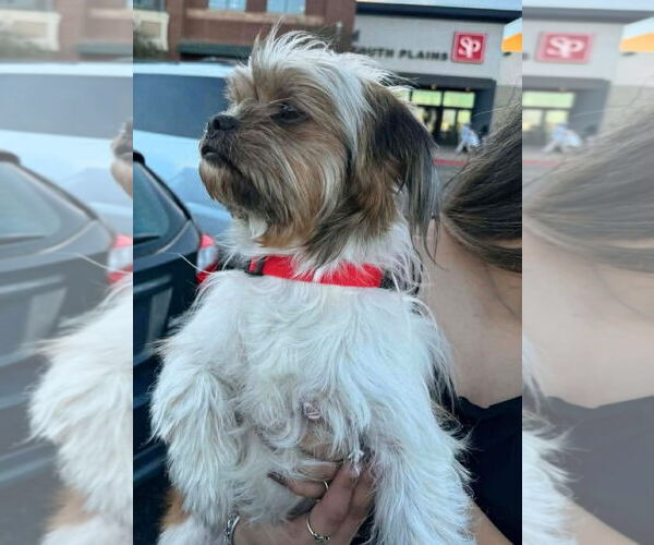 Medium Photo #3 Maltese-Unknown Mix Puppy For Sale in Grafton, WI, USA