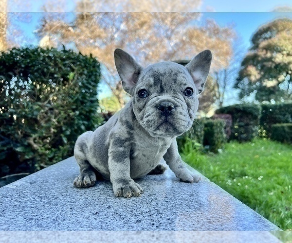 Medium Photo #219 French Bulldog Puppy For Sale in HAYWARD, CA, USA