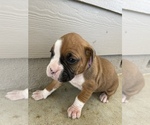 Small Photo #8 Boxer Puppy For Sale in LUCERNE VALLEY, CA, USA