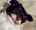 Small Photo #3 Havanese Puppy For Sale in FENTON, MO, USA