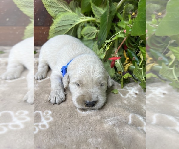 Medium Photo #8 Golden Retriever Puppy For Sale in NEOLA, WV, USA