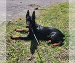 Small Photo #47 Doberman Pinscher Puppy For Sale in FORT LAUDERDALE, FL, USA