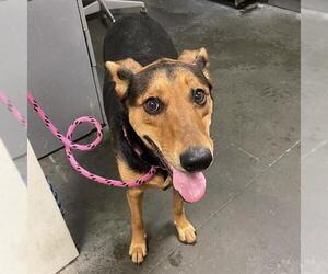 Doberman Pinscher-Unknown Mix Dogs for adoption in Santa Cruz, CA, USA