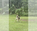 Small #3 German Shepherd Dog