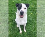 Small #4 Mutt