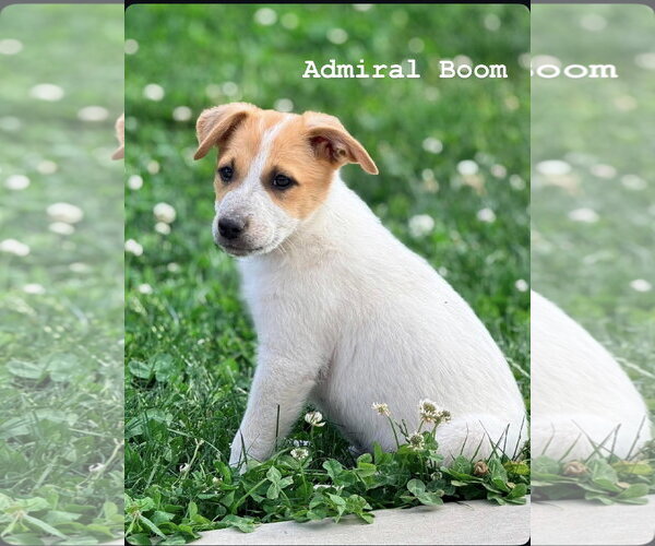 Medium Photo #3 Mutt Puppy For Sale in Sandy, UT, USA