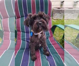 Mutt Dogs for adoption in Mukwonago, WI, USA