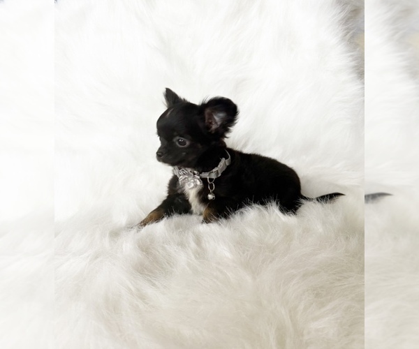 Medium Photo #13 Chihuahua Puppy For Sale in SACRAMENTO, CA, USA