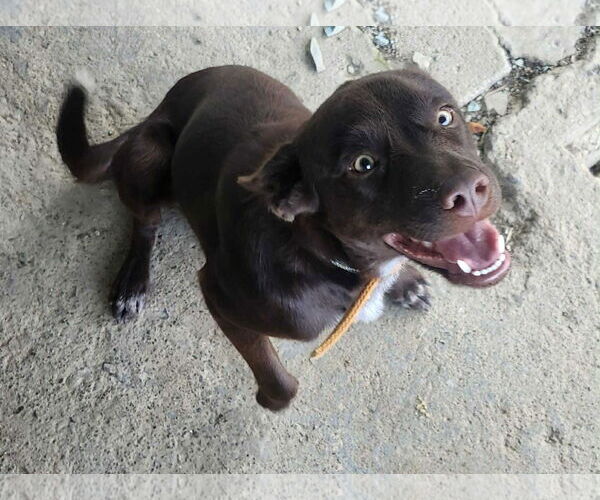 Medium Photo #2 Labrador Retriever-Unknown Mix Puppy For Sale in Virginia Beach, VA, USA