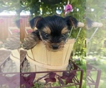 Small Photo #5 Yorkshire Terrier Puppy For Sale in TACOMA, WA, USA