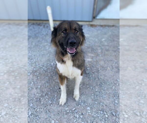 Medium Photo #2 Anatolian Shepherd-Unknown Mix Puppy For Sale in Evansville, IN, USA