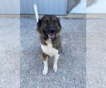 Small #1 Anatolian Shepherd Mix