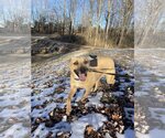 Small Photo #1 Black Mouth Cur Puppy For Sale in Columbus, IN, USA