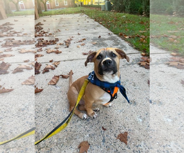 Medium Photo #9 Mutt Puppy For Sale in Derwood, MD, USA
