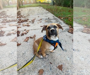 Krew - Male Mutt Dog for Adoption - Photo #9