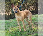 Small #2 Black Mouth Cur Mix