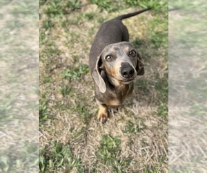 Father of the Dachshund puppies born on 08/05/2025