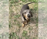 Small Photo #1 Dachshund Puppy For Sale in MCCLEARY, WA, USA
