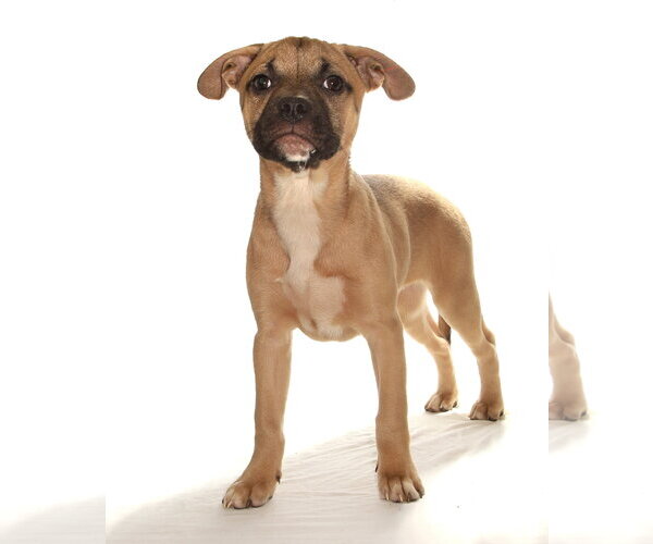 Medium Photo #2 French Bulldog-Siberian Husky Mix Puppy For Sale in Oakland Park, FL, USA
