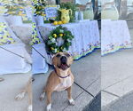 Small #32 American Pit Bull Terrier Mix