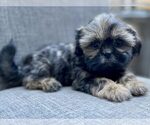 Small Photo #6 Shih Tzu Puppy For Sale in REDLANDS, CA, USA