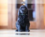 Small Photo #1 Poodle (Standard) Puppy For Sale in STANLEY, VA, USA