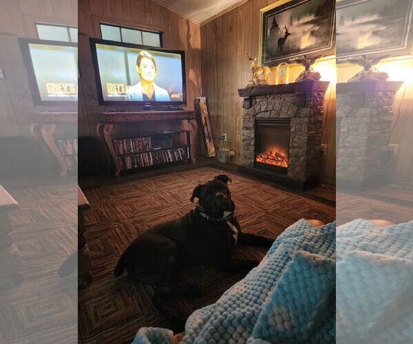 Medium Photo #17 American Bulldog-Unknown Mix Puppy For Sale in Shreveport, LA, USA