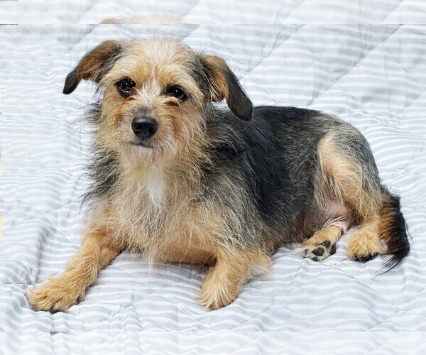 Medium Photo #2 Mutt Puppy For Sale in Spring Lake, NJ, USA