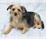 Small #1 Mutt