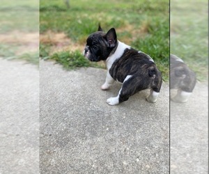 French Bulldog Puppy for sale in GLOUCESTER, VA, USA