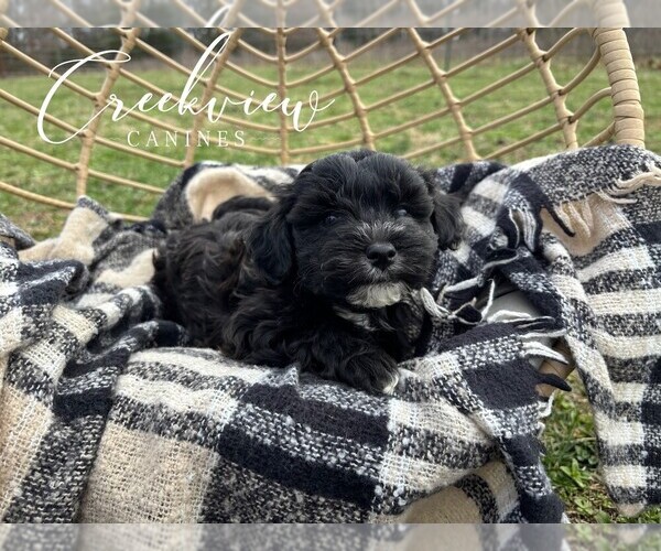 Medium Photo #1 Havapoo Puppy For Sale in NIANGUA, MO, USA