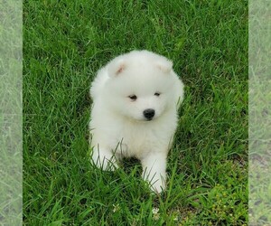 Samoyed Puppy for sale in WITHEE, WI, USA