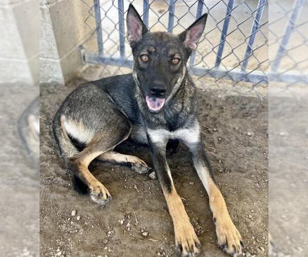 Medium Photo #2 German Shepherd Dog-Unknown Mix Puppy For Sale in Riverside, CA, USA