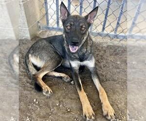 CARMELA - Female German Shepherd Dog-Unknown Mix Dog for Adoption - Photo #2