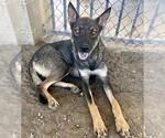Small Photo #2 German Shepherd Dog-Unknown Mix Puppy For Sale in Riverside, CA, USA