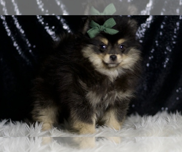 Medium Photo #4 Pomeranian Puppy For Sale in WARSAW, IN, USA