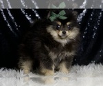 Small #3 Pomeranian