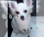 Small Photo #2 Chihuahua Puppy For Sale in Tarrytown, GA, USA