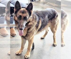 German Shepherd Dog Dogs for adoption in Houston, TX, USA