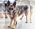 Small German Shepherd Dog