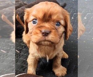 Cavalier King Charles Spaniel Puppy for sale in CARLISLE, KY, USA