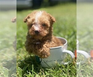 Poodle (Toy) Puppy for sale in WEST PALM BEACH, FL, USA