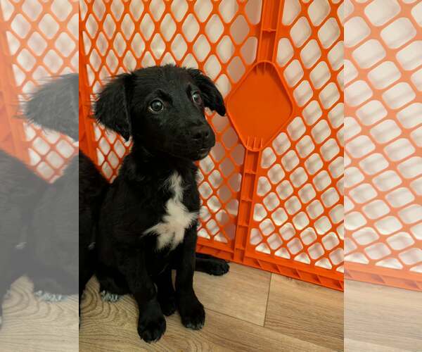 Medium Photo #3 Bordoodle (Miniature) Puppy For Sale in Omaha, NE, USA