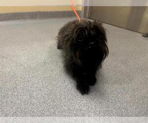 Cairn Terrier Dogs for adoption in Orange, CA, USA