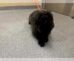 Small Cairn Terrier