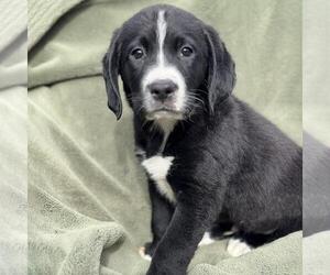 Miniature Labradoodle Dogs for adoption in San Diego, CA, USA