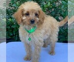 Small Photo #10 Goldendoodle-Poodle (Miniature) Mix Puppy For Sale in NEWPORT, PA, USA
