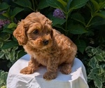 Small Photo #42 Cavapoo Puppy For Sale in GOSHEN, IN, USA